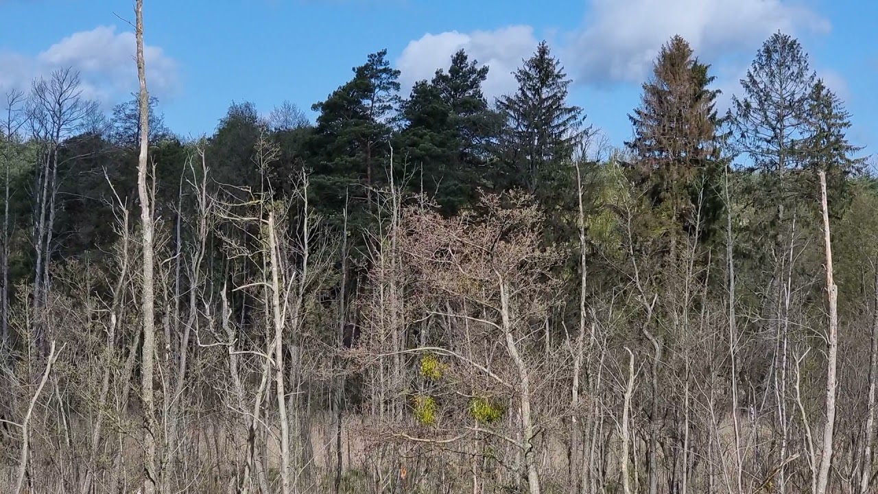 Brzęczka (Locustella luscinioides) głos