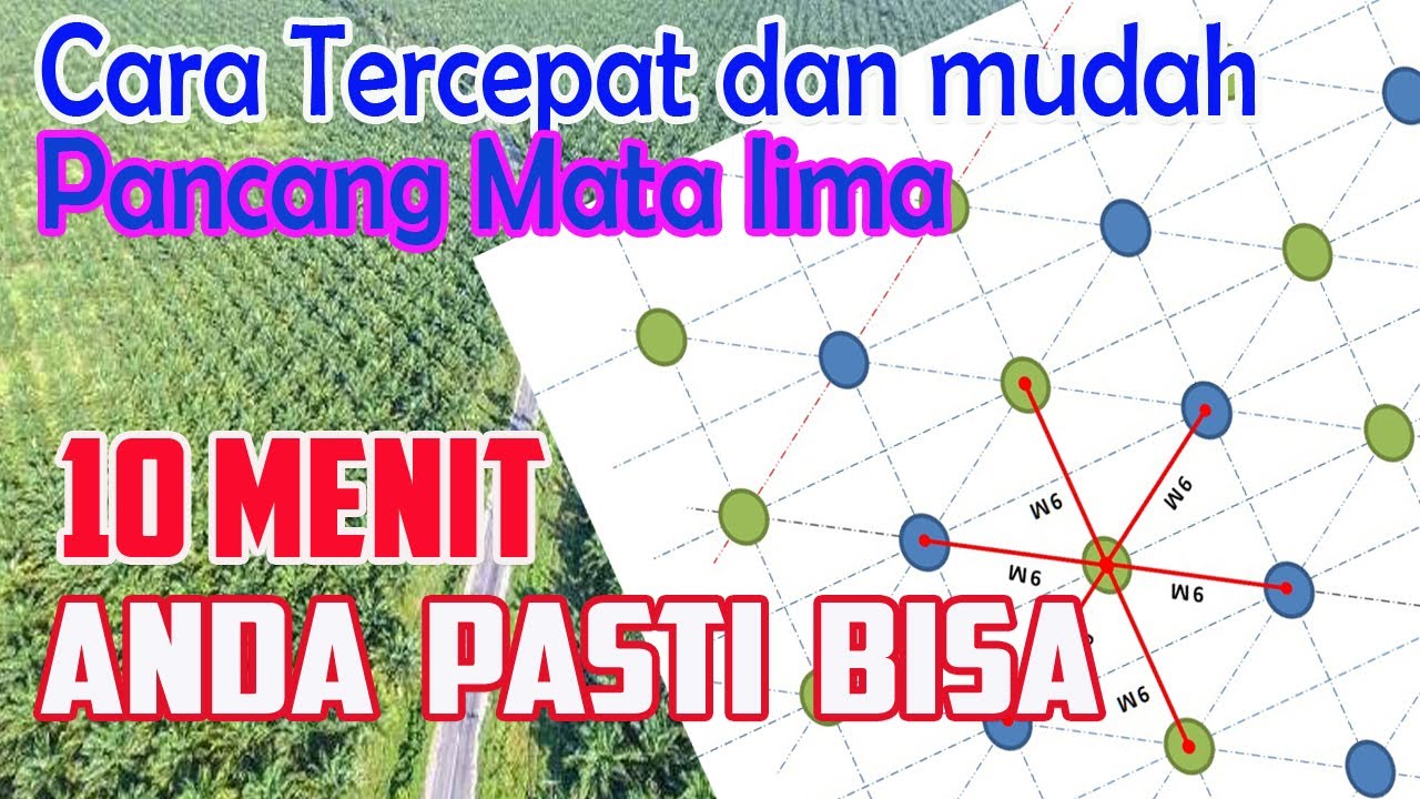 Cara Pancang Sawit Mata Lima