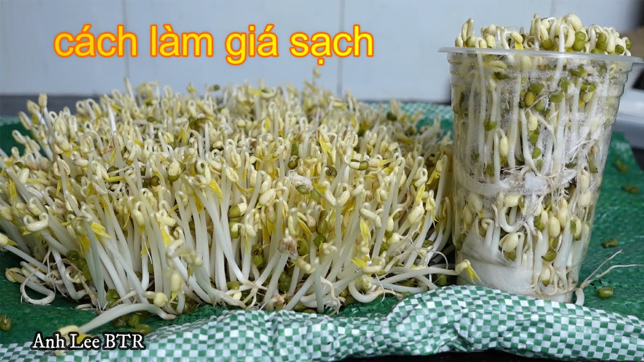 Anh Lee BTR | Cách làm GIÁ SẠCH không hoá chất dễ làm tại nhà