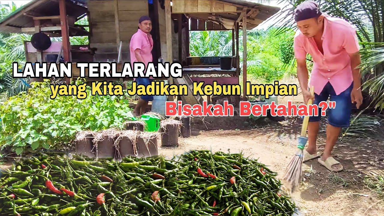 LAHAN TERLARANG yang Kita Jadikan Kebun Impian – Bisakah Bertahan?