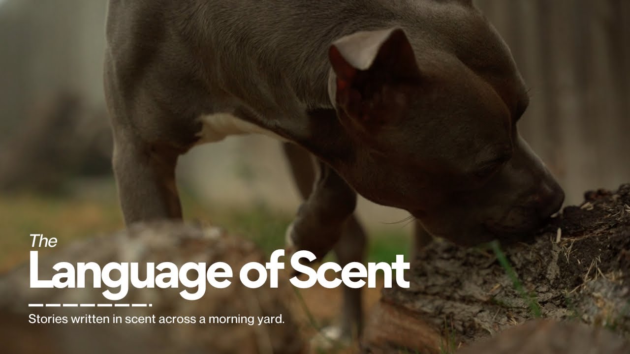 Why Dogs Smell Everything — Understanding Territorial Behavior