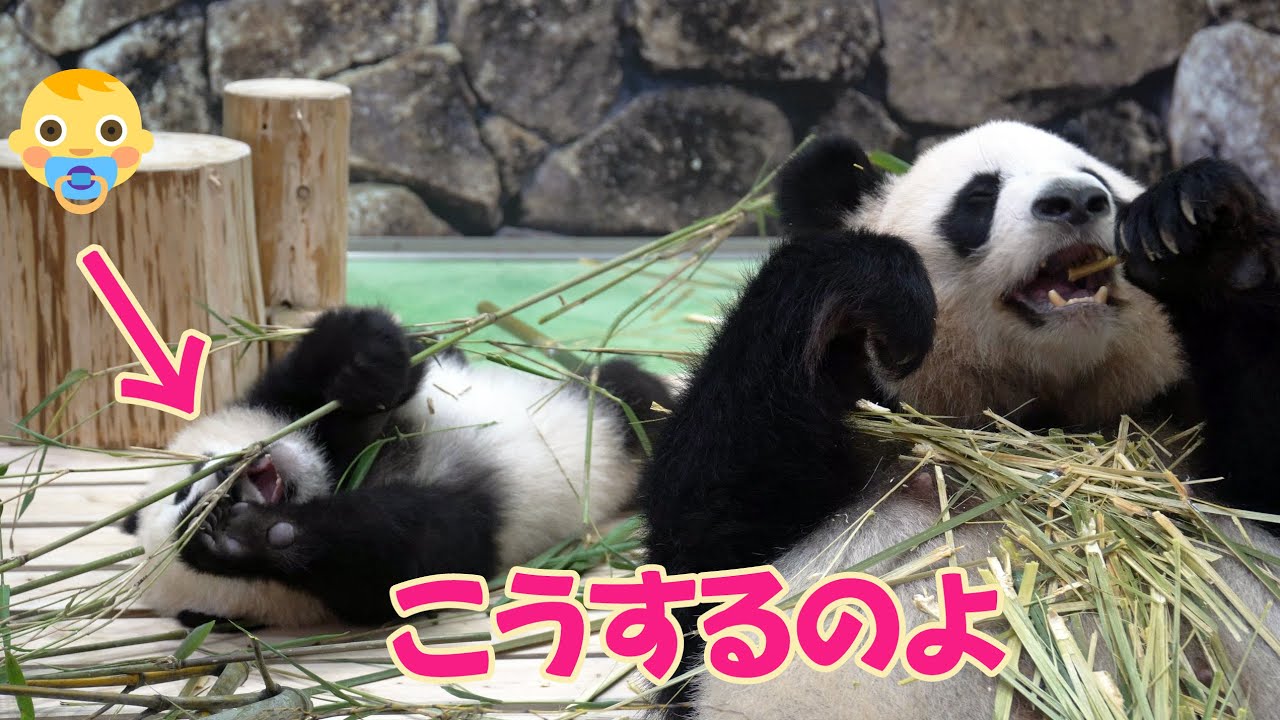 パンダの赤ちゃん（楓浜）🐼ママの真似に集中🍁今日はひたすら竹を食べる練習中