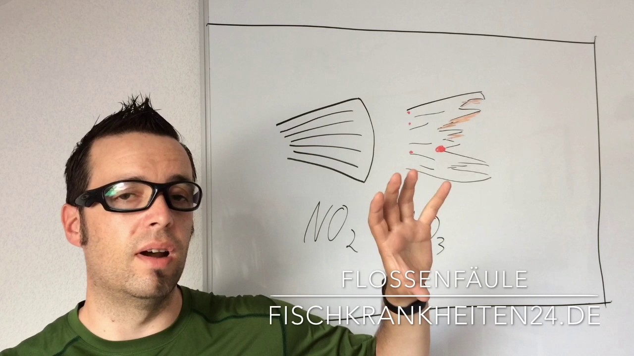 Wie du die Flossenfäule im Aquarium effektiv behandelst - Fischkrankheiten24.de