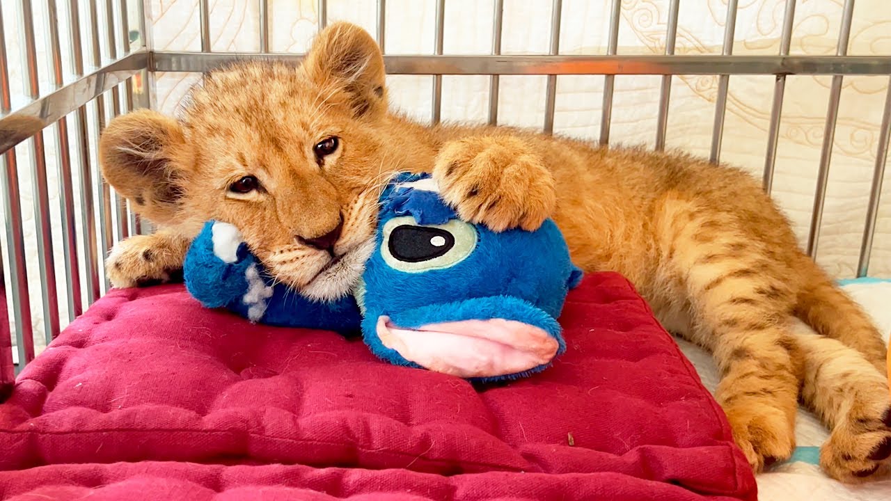 Lion Cub Abused On TikTok Escapes To The Streets&nbsp;!
