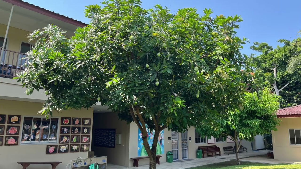 Indonesia: Canggu Community School, Bali