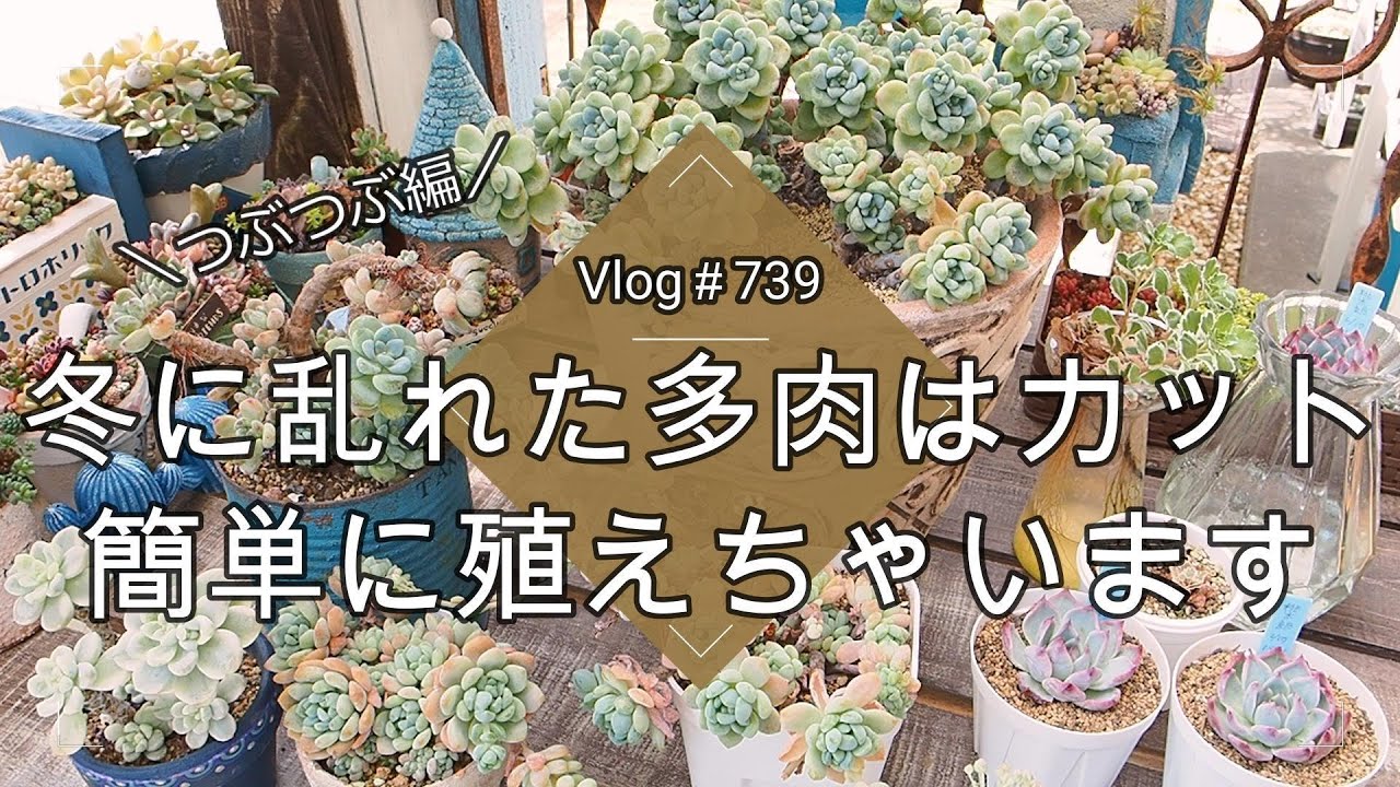 【Vlog739】【多肉植物】冬に乱れた多肉はカット✂簡単に多肉が殖えちゃいます【つぶつぶセダム編】
