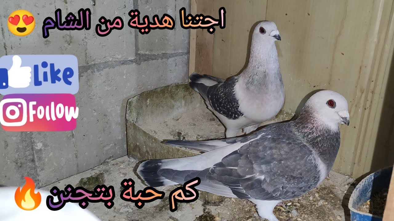اجتنا جواز هدية من الشام وثبتنا جواز التركيب🥰🔥🥰