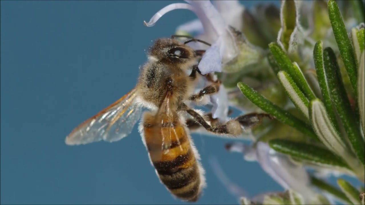 Abeilles au ralenti