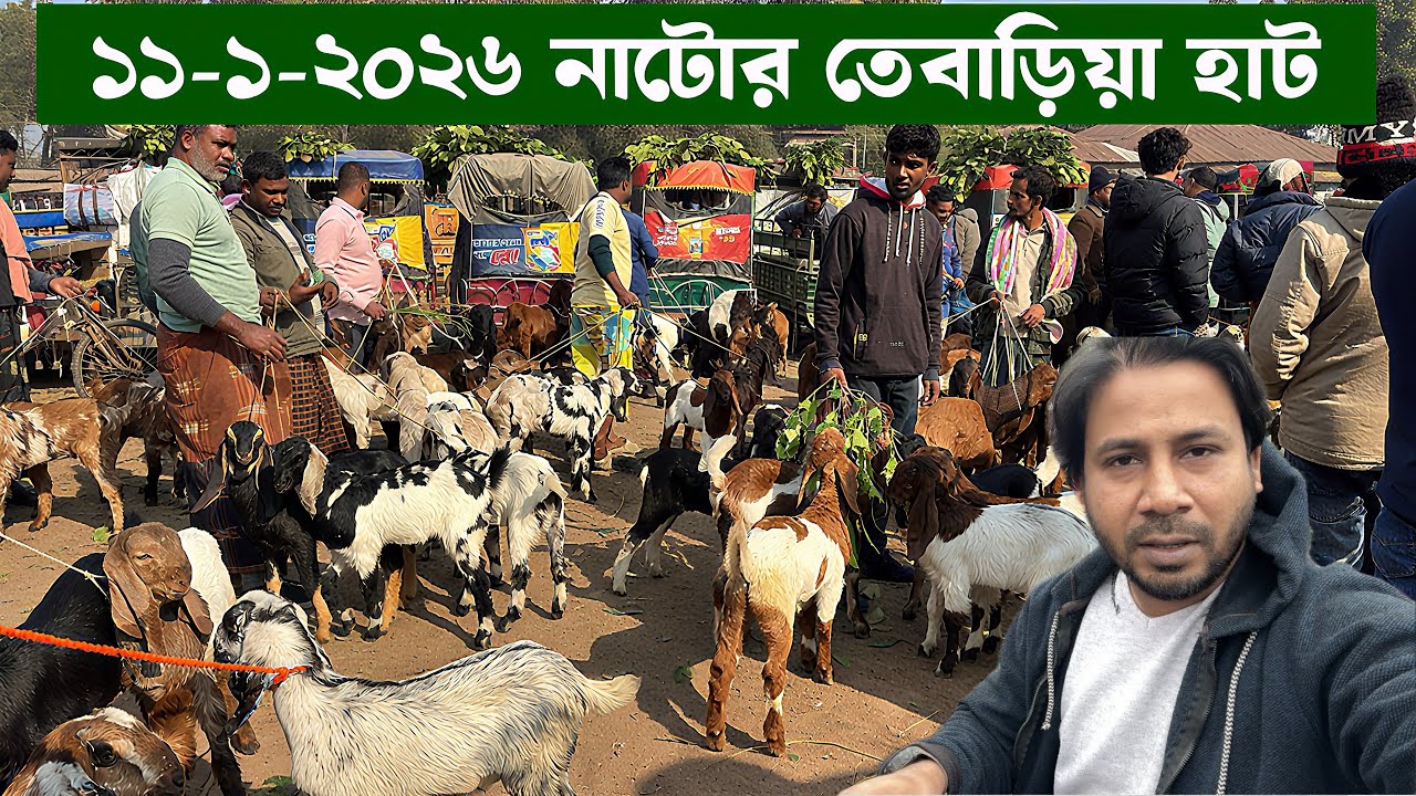 আজকের নাটোর তেবড়িয়া হাটে কেমন ছাগল উঠেছে। ঝিনাইদহ।ঢাকা।পাবনা।নওগাঁর দর্শক কি ছাগল কিনলেন 