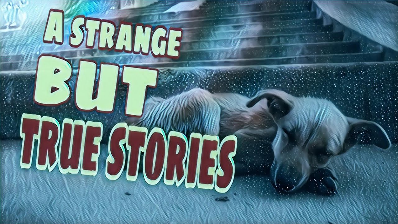 He gave all his property to the stray dog