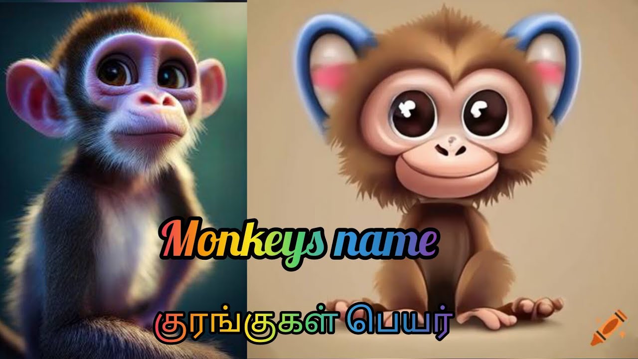 monkeys name tamil types of monkey #types.           #variety of monkey's