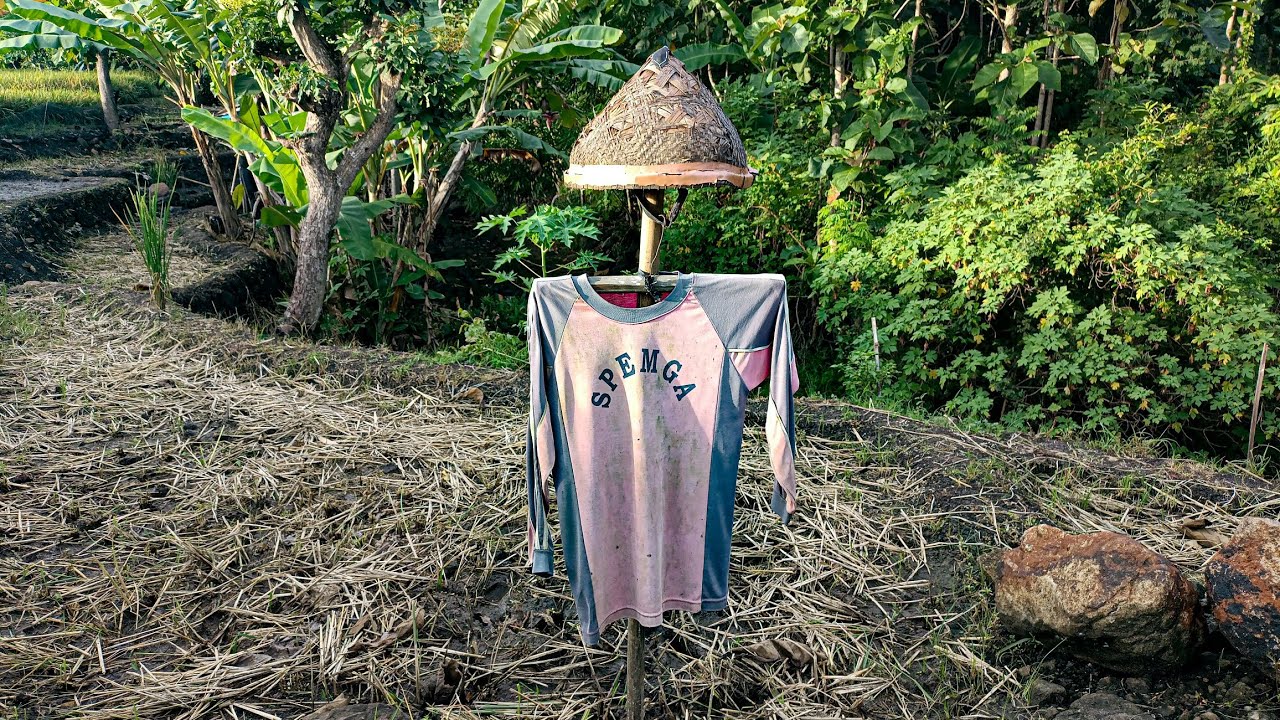 Pemandangan Sawah desa Banyubiru Widodaren Kabupaten Ngawi Jawa Timur 