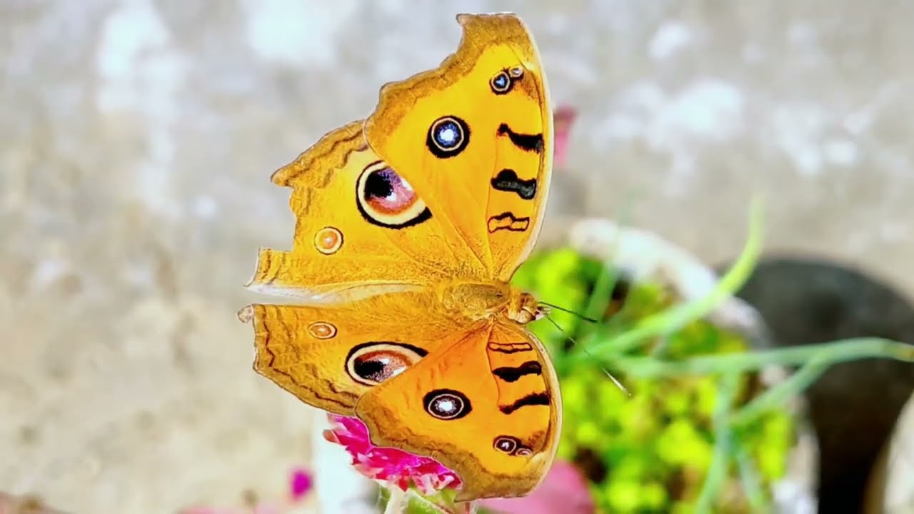 Flowers Cinematic Shots | Shot by Prince Gupta