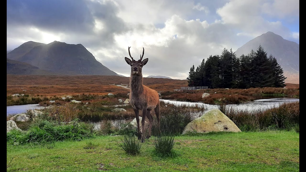 Hunting the Scottish Highland Red