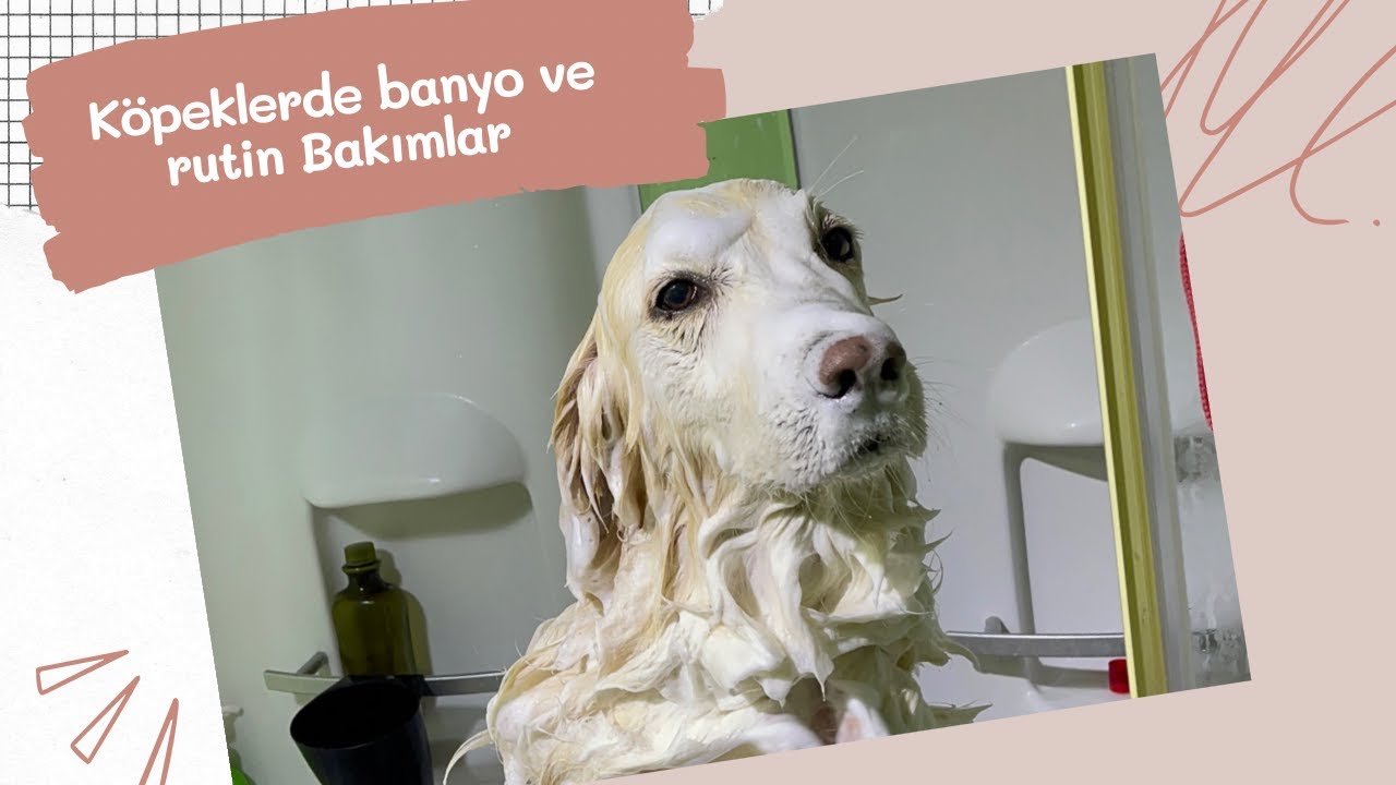 Bıcı Bıcı Yapalım | Köpeklerde Banyo | Rutin pati ve kürk Bakımı | Pet Kuaför Vlog