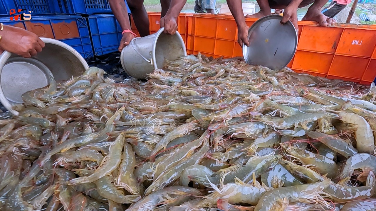 Berbisnis Udang Vannamei Skala Besar : Panduan Lengkap Sukses || Maximize Shrimp Farm Earnings