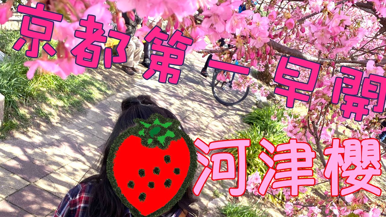 【日本國內遊記》京都第一早開的櫻花淀水路河津櫻