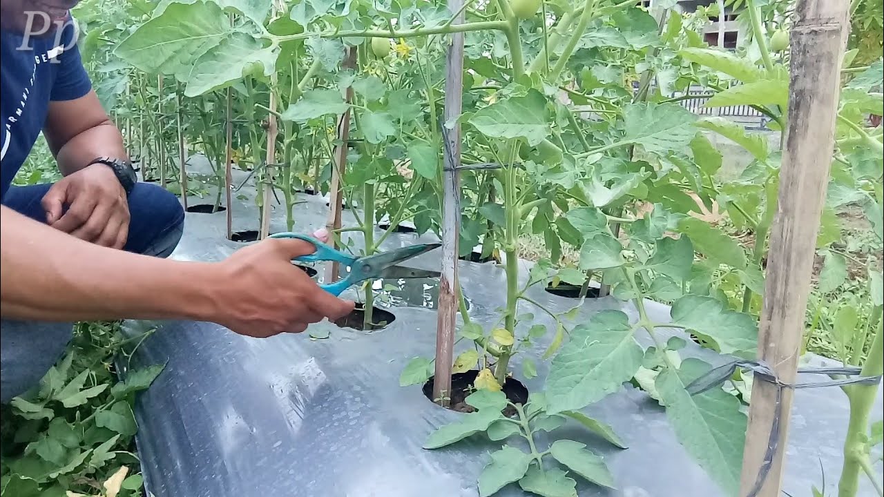 Cara Pemangkasan Tomat Servo F1 / Supaya Berbuah Lebat