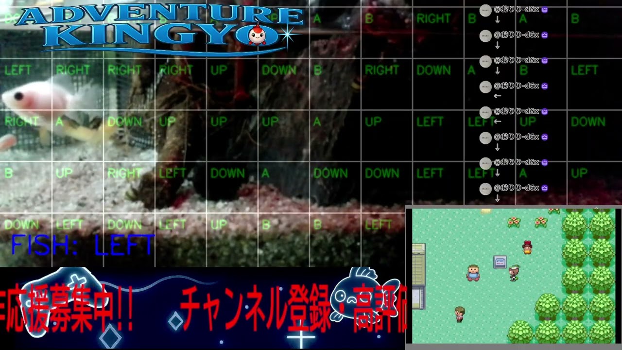 【ポケモンエメラルド】金魚がゲームをプレイ!? 🐟 視聴者コメントで動く参加型ライブ配信 〜Adventure Kingyo〜 パート49 2026-01-25