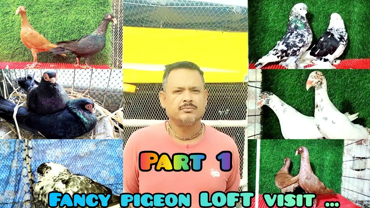 fancy pigeon loft visit of Jagannath sir | fancy pigeon collection,bedding and trading kakdwip...