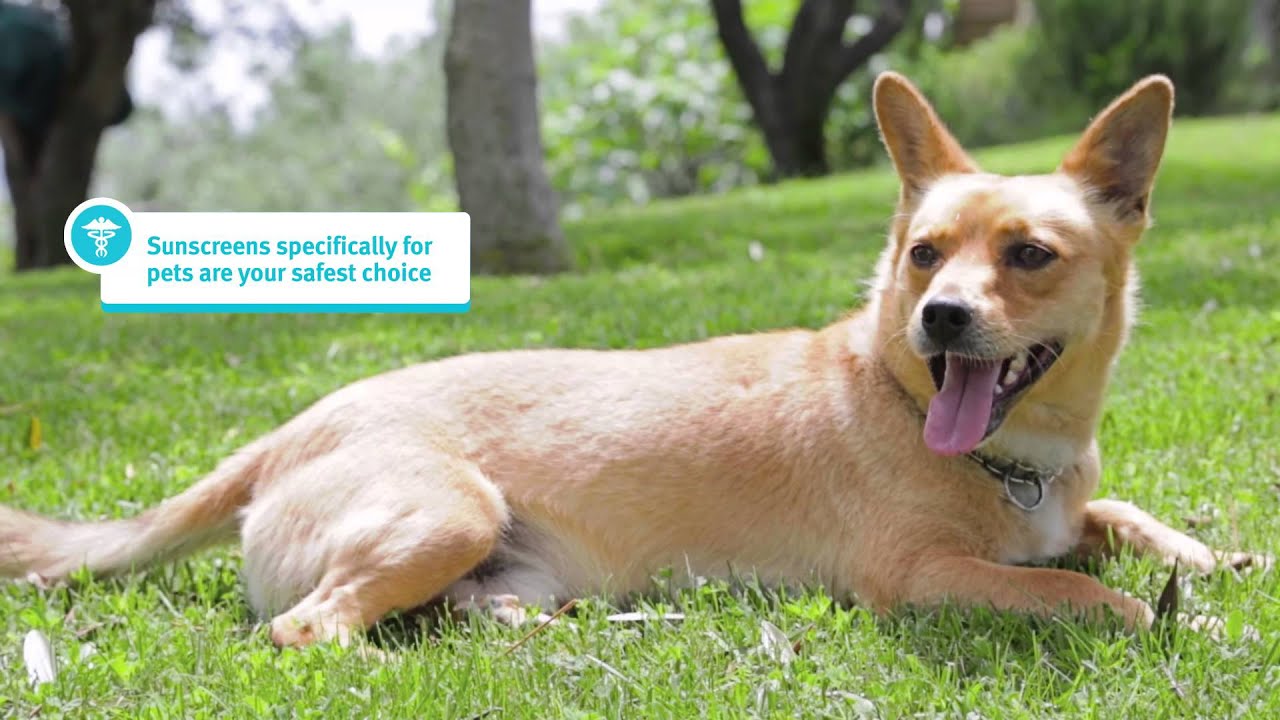 Banfield Pet Hospital - Sun Protection for Pets