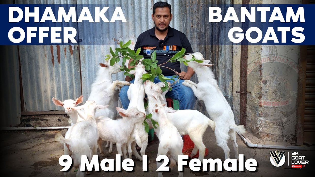 Cute and Beautiful Bantam Kids Available in Pune at Al Huda Goat Farm I YK Goat Lover
