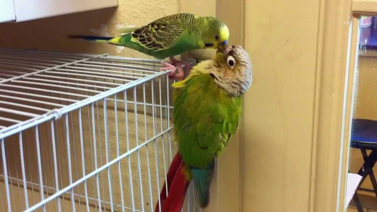 Parakeet Vs Green Cheek Conure