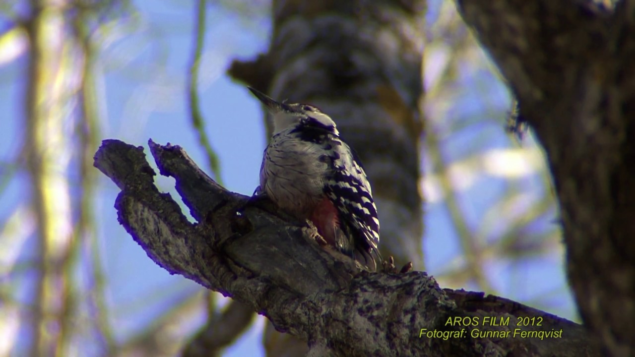 VITRYGGIG HACKSPETT  White-backed Woodpecker  (Dendrocopos leucotos)  Klipp - 1936