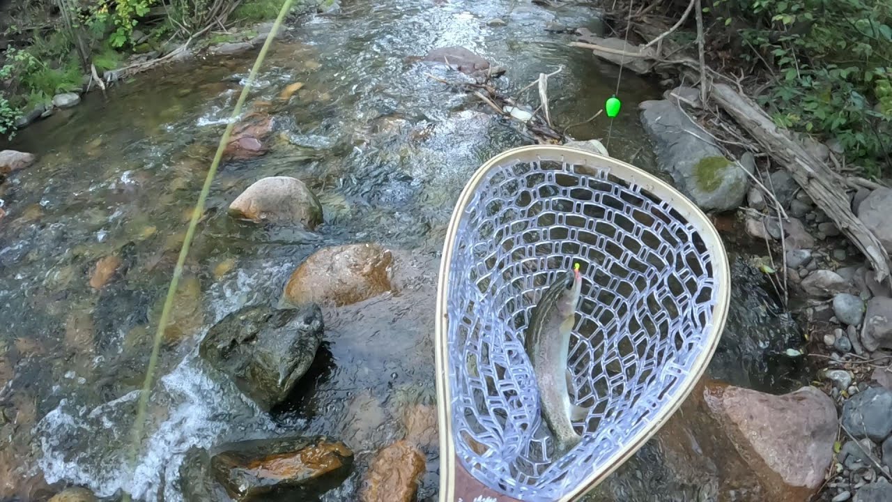 Catching #Pecos #River #RainbowTrout  'Jacks Creek' Part 1