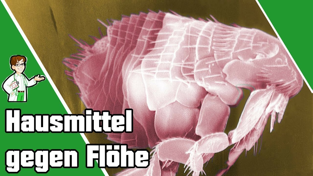 Hausmittel gegen Flöhe - Die Top 9 Tipps 🐶🐱