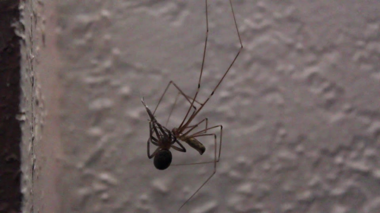 Daddy Long legs vs Black Widow