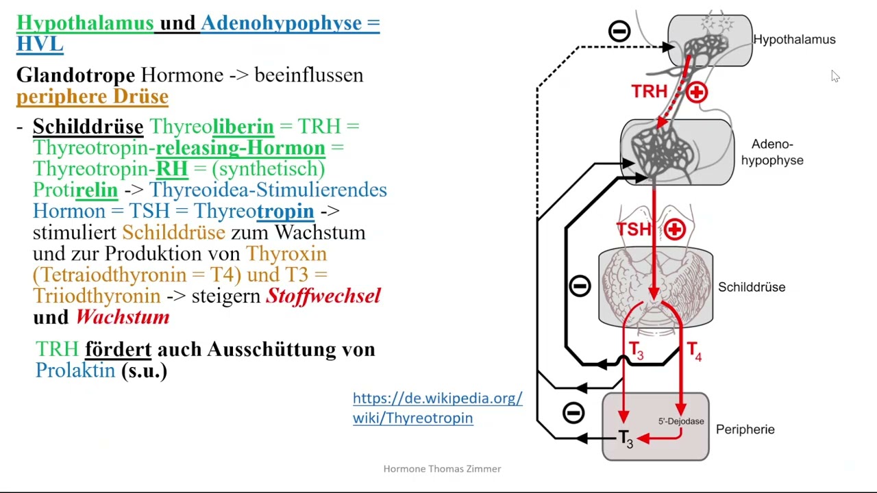 Hormone 2: Hormone aus Hypothalamus und Hypophysenvorderlappen
