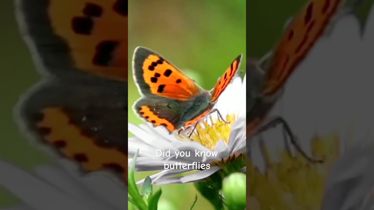 Butterflies Literally Turn Into Liquid&hellip; And Taste With Their FEET?! 🦋🤯 #DidYouKnow #butterfly
