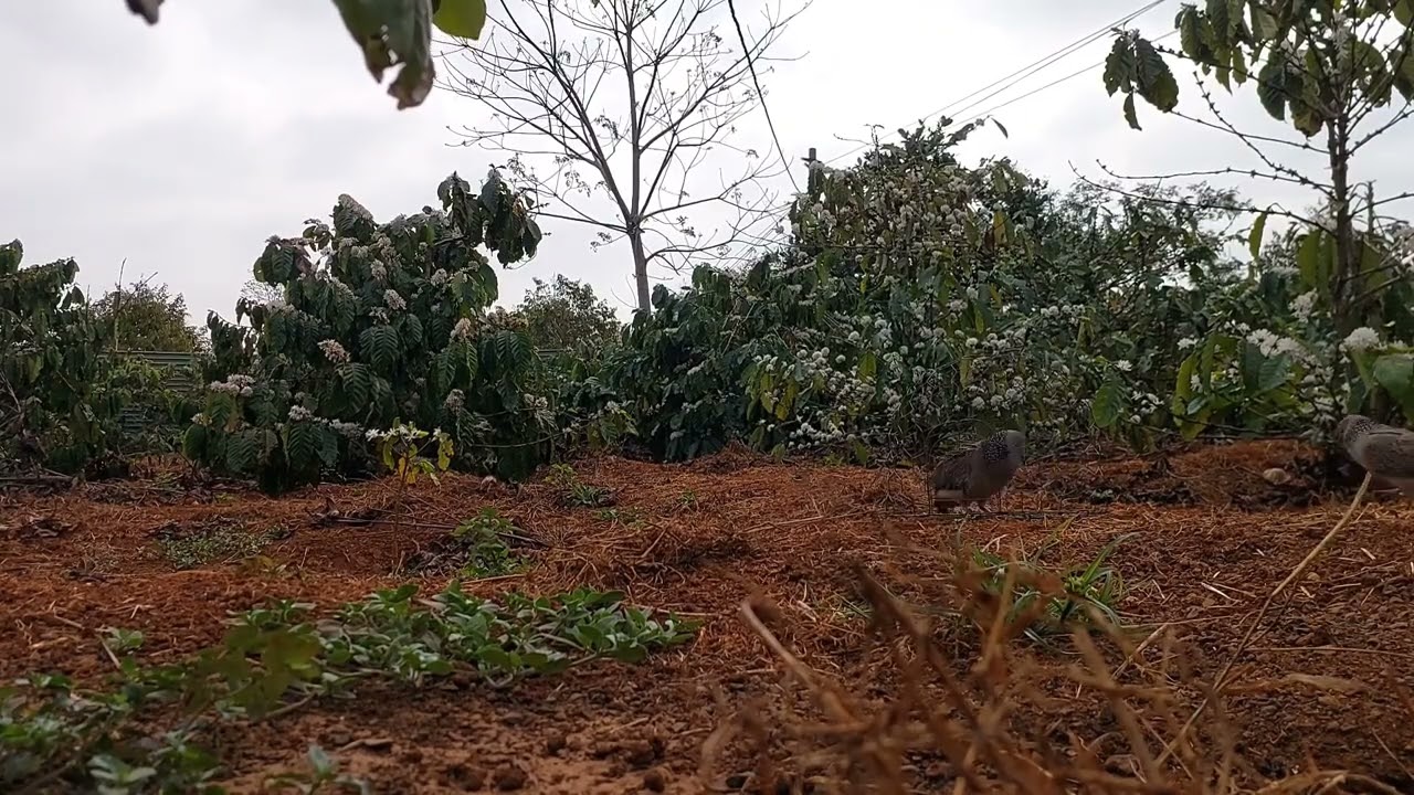 Kèo khai xuân M6 tết, Bổi đồng cườm xa 1 bên, chúa 1 vùng, kèm thưa, 1 hậu.