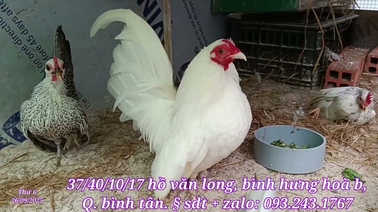 Gà tre mỹ mini, gà tre nhật bản, gà tre bắc, gà tí hon, mai hoa dâu, hút mật bắp chuối, yến hót