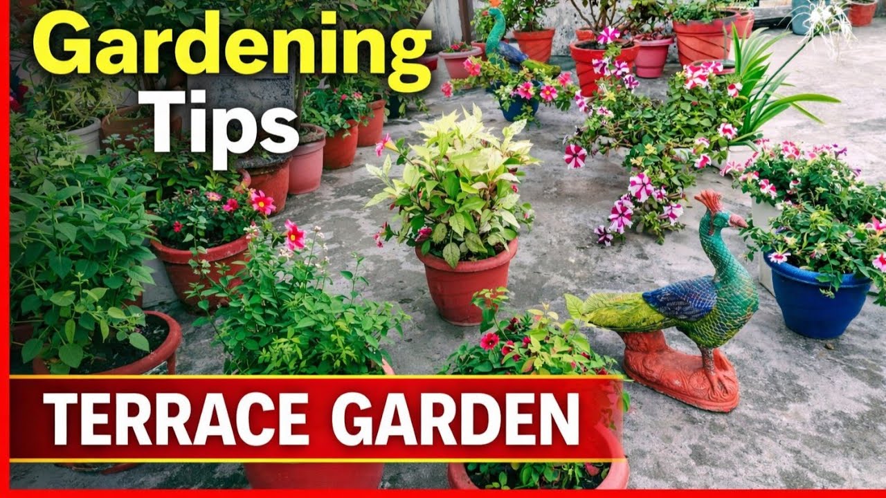 NAVITA HOME GARDEN is live! Beautiful Terrace Garden 🌸 Live | Aaj Hawaon Mein Jhoolte Phool