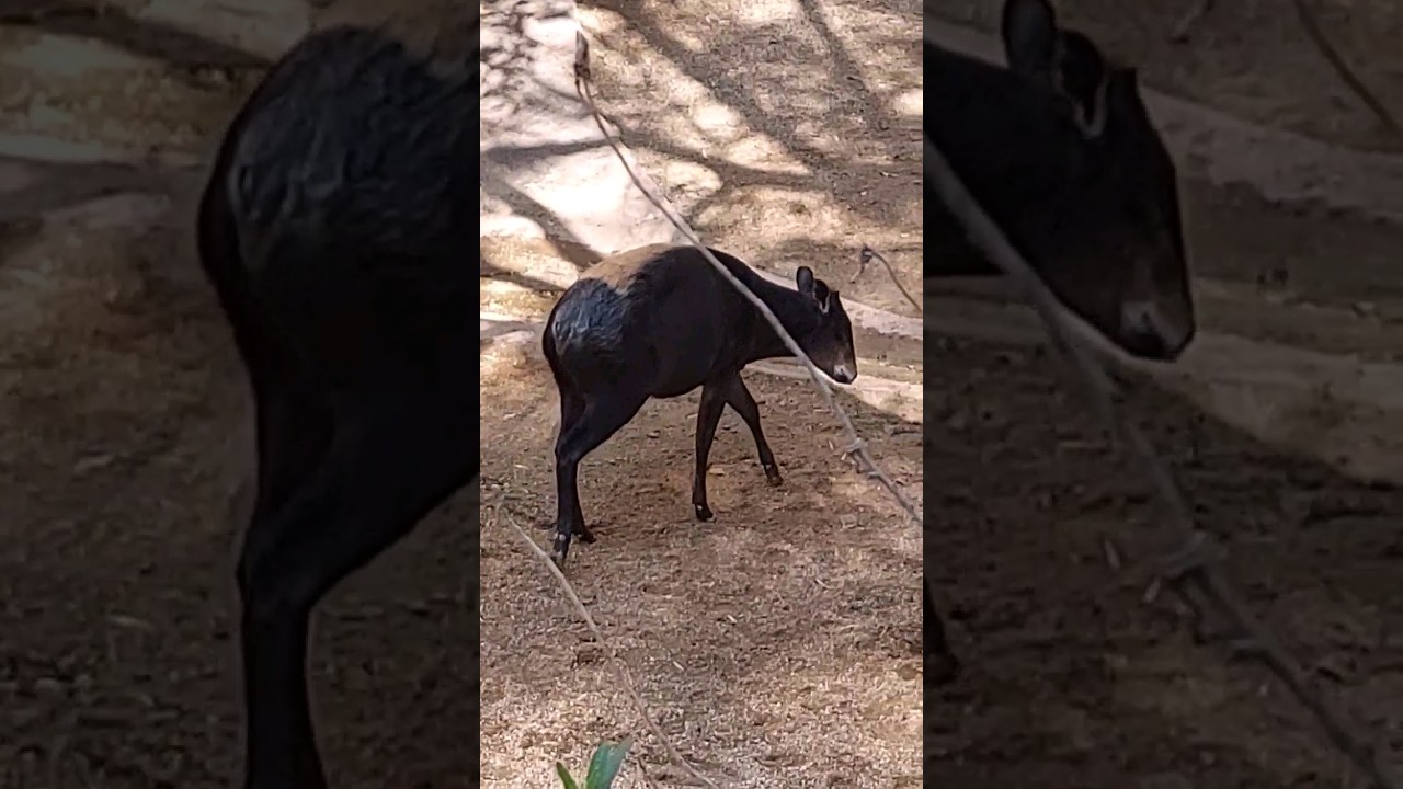 yellow backed duiker #shorts #lazoo