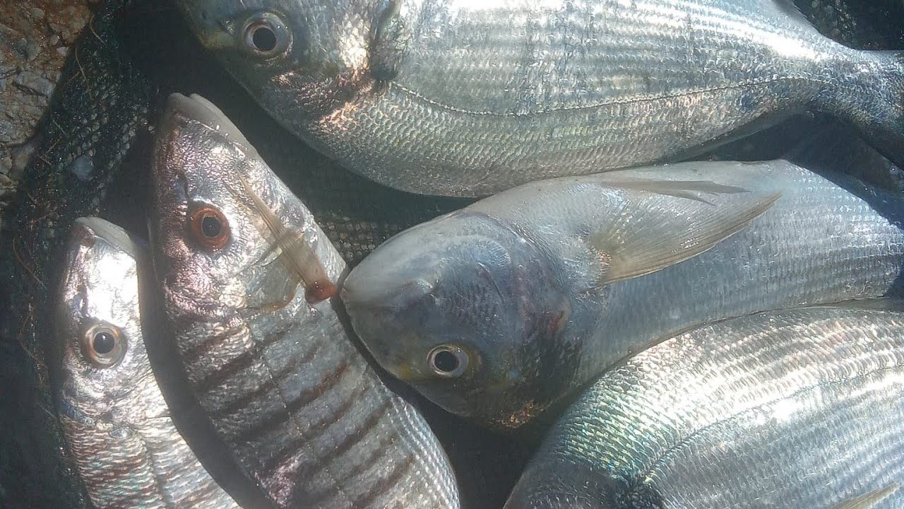 DORADAS Y MABRAS.Surfcasting en Castelldefels.