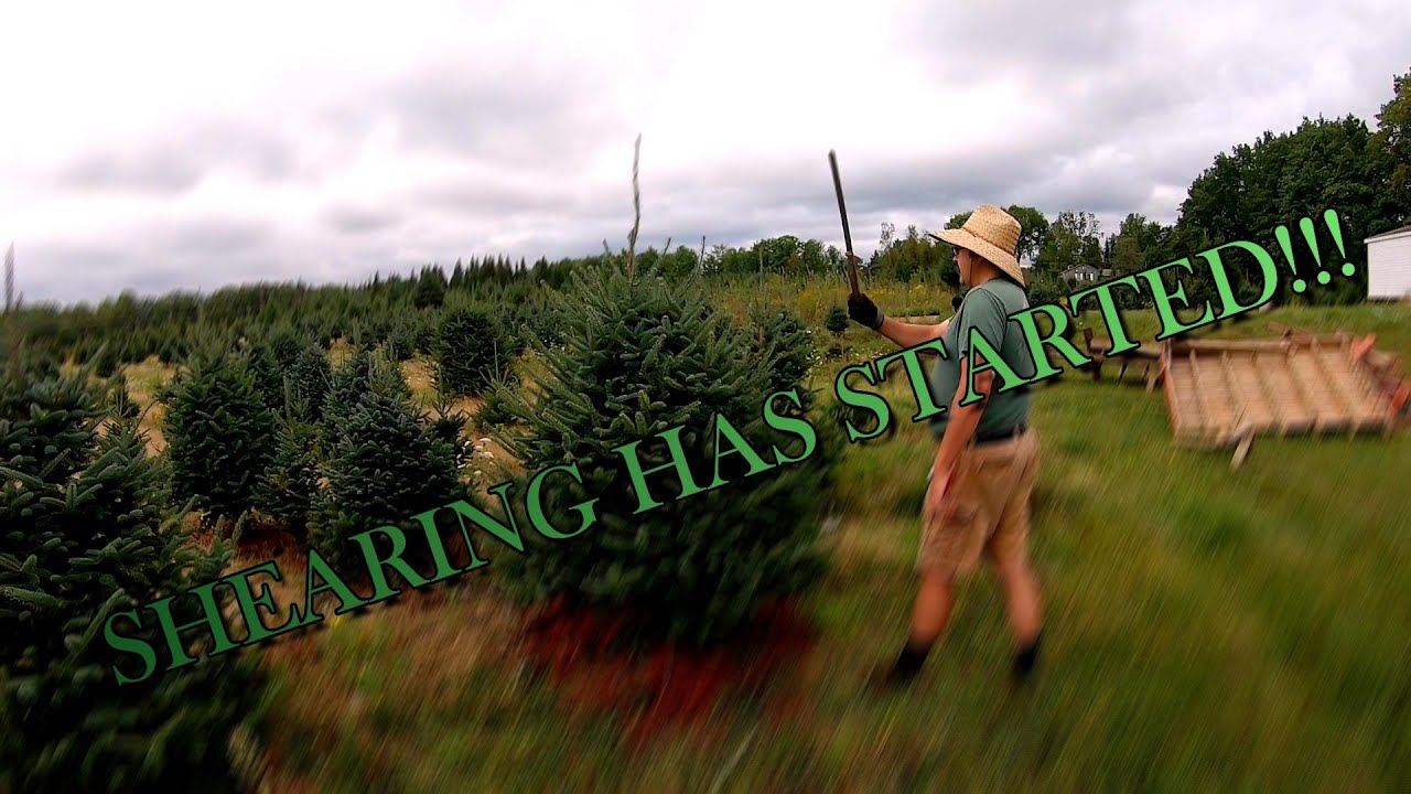 Christmas Tree Shearing 2022