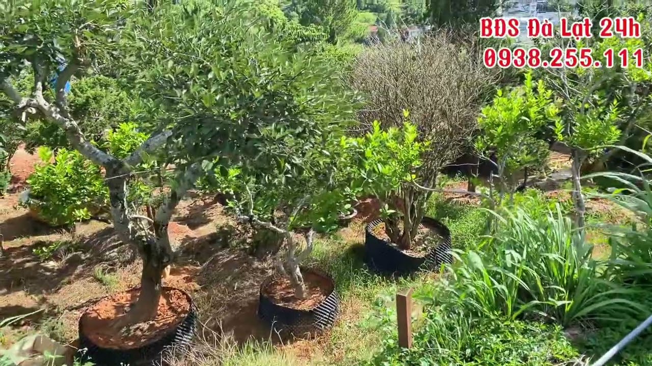 Bán đất nền Biệt Thự đẹp Đà Lạt - góc 2 mặt tiền 319m2 tại đường Nam Hồ giá 15.5 tỷ ( BĐS Đà Lạt )