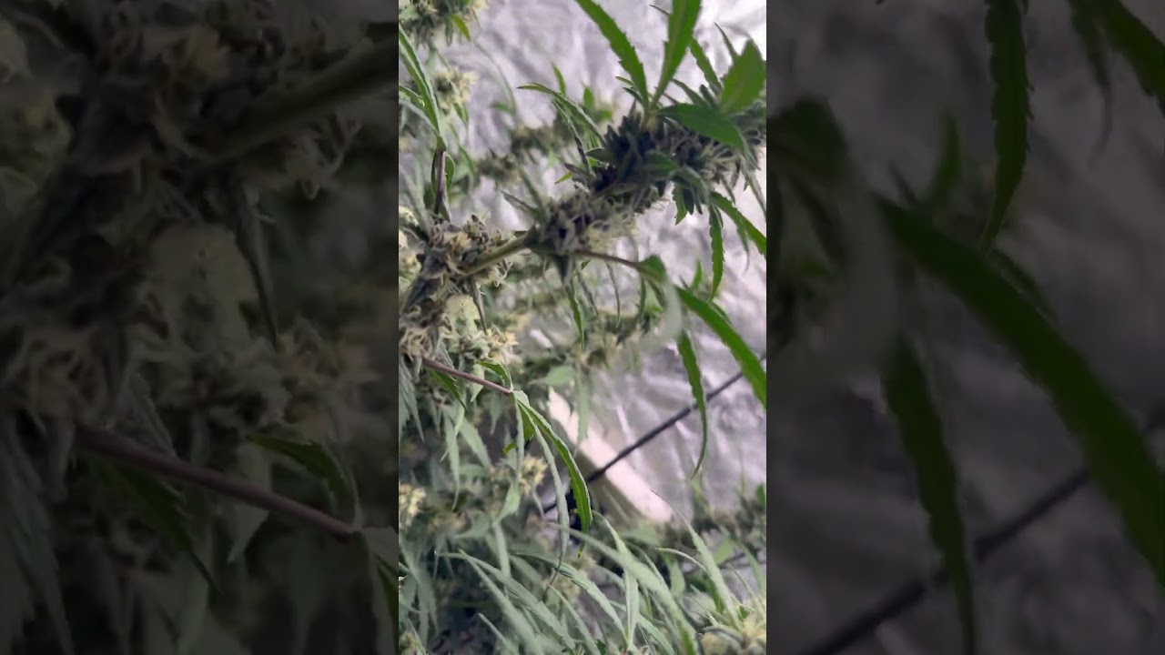 Mid flower crisis 😳 (autos)#garden ##organic #educational #music #lst