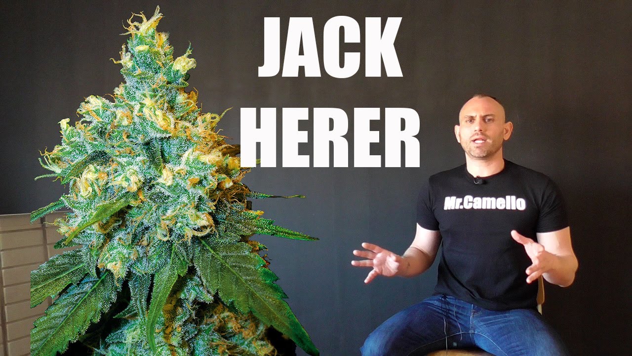 VARIEDAD de MARIHUANA: JACK HERER