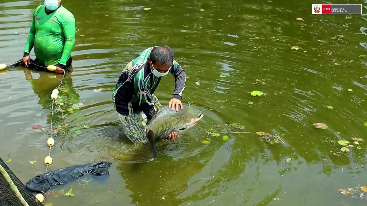 Iquitos: Producción de alevinos