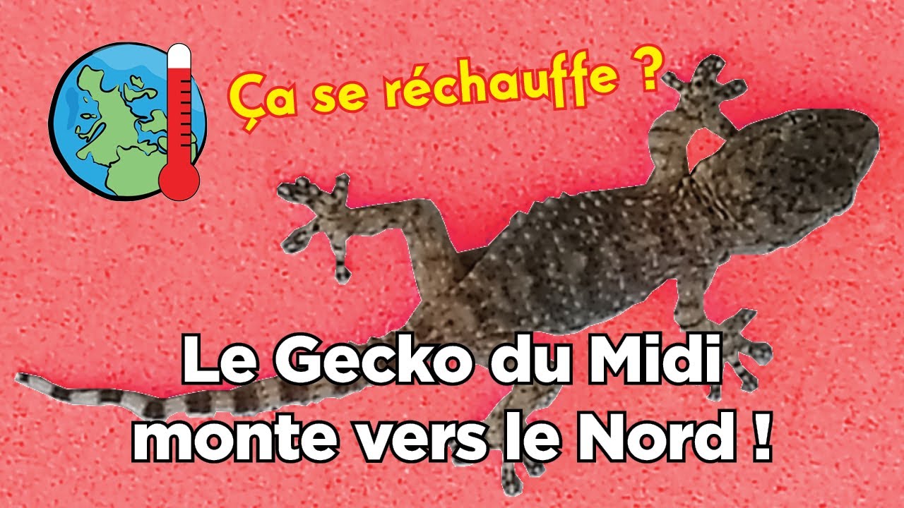 Le Gecko du Midi monte vers le Nord ! (tarente de Maurétanie)