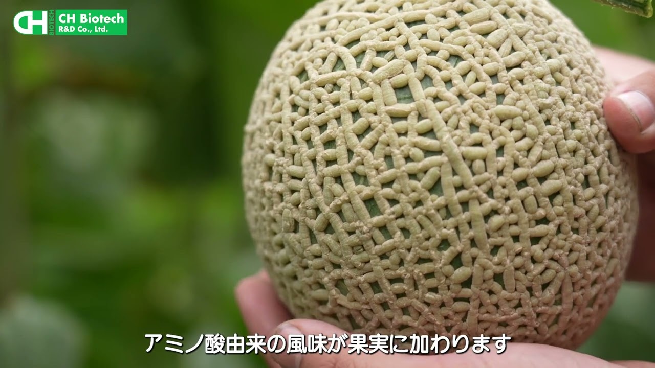 野菜作物応用: メロン 完全版動画