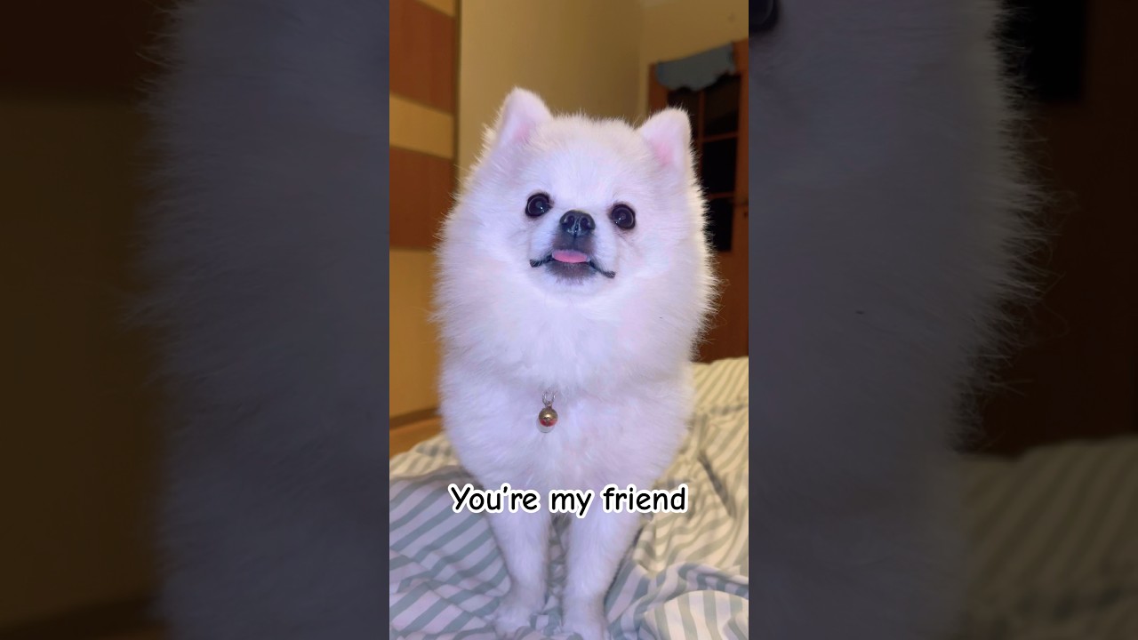 You&rsquo;re my little chicken 🐔 🐶💕