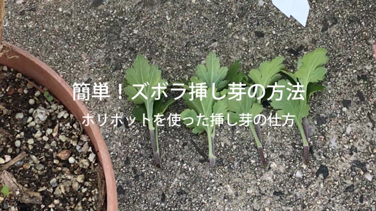 【㊗️9万回再生！】簡単！ズボラ挿し芽の方法～ポリポットの意外な使い方～