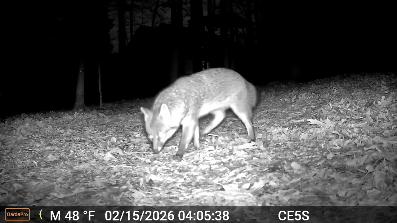 Cain cam 260215 E5S