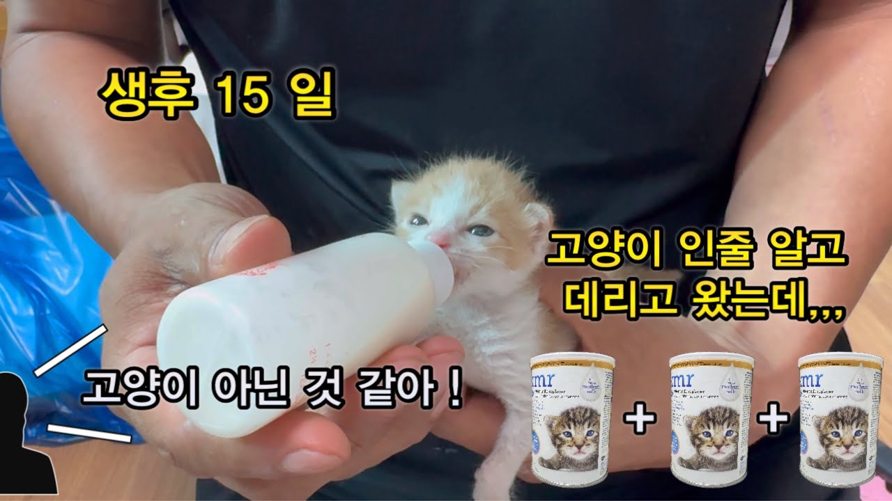 고양이 맞나요? 확인좀 해 주세요