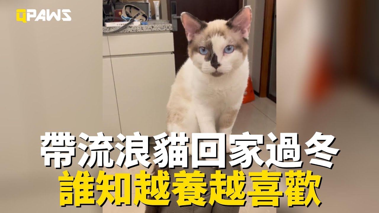 可憐流浪貓寒風中瑟瑟發抖，男子帶回家過冬，誰知越養越喜歡，果斷收編，和女兒成了好朋友